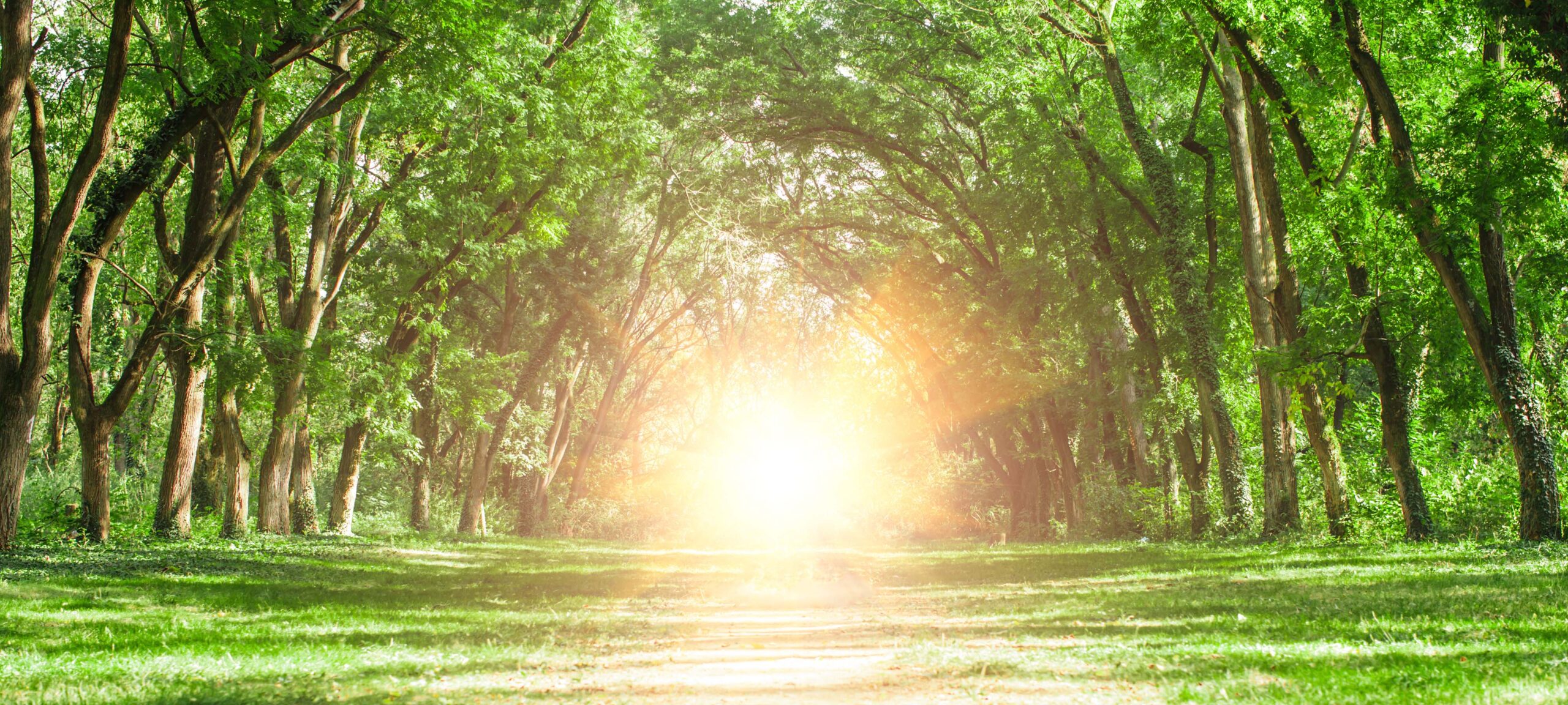 Tree Tunnel, Sunny Light at the end of the Tunnel