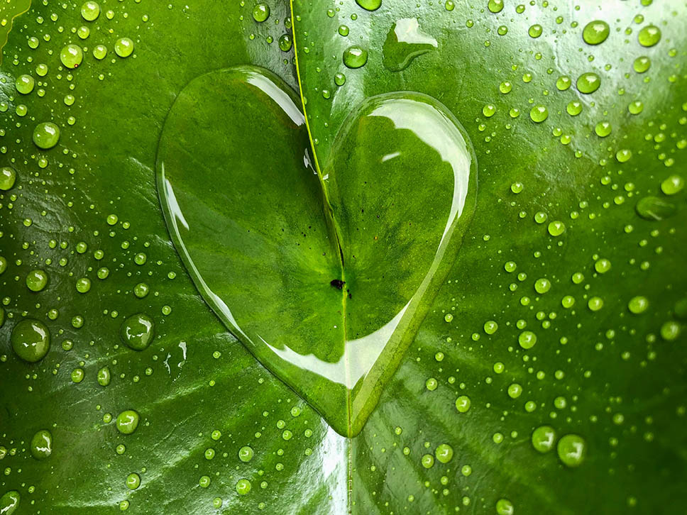 leaf with water droplets shaped in center with a heart shaped water droplet in the center